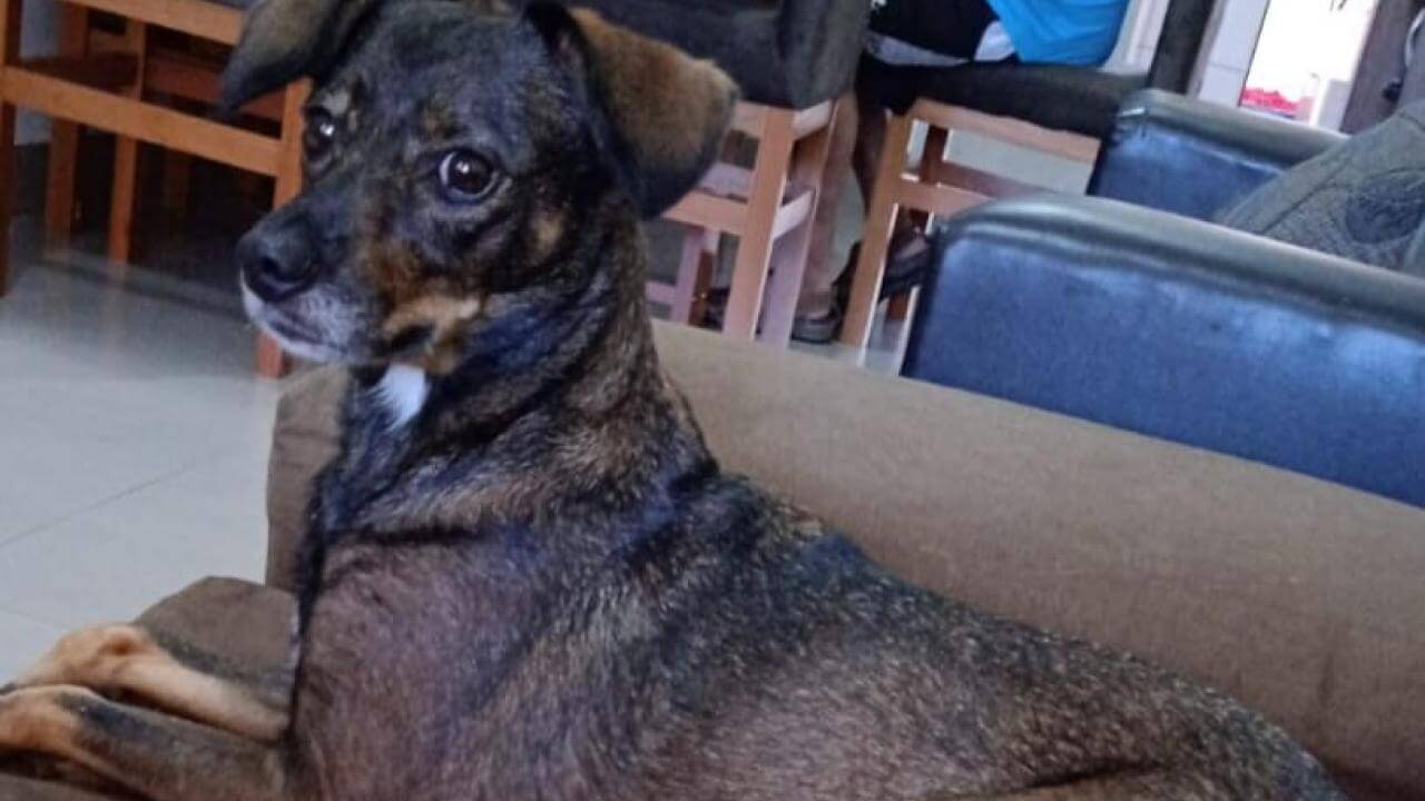 Cachorra Estrelinha desapareceu no bairro Santa Felicidade Cachorra Estrelinha desapareceu no bairro Santa Felicidade