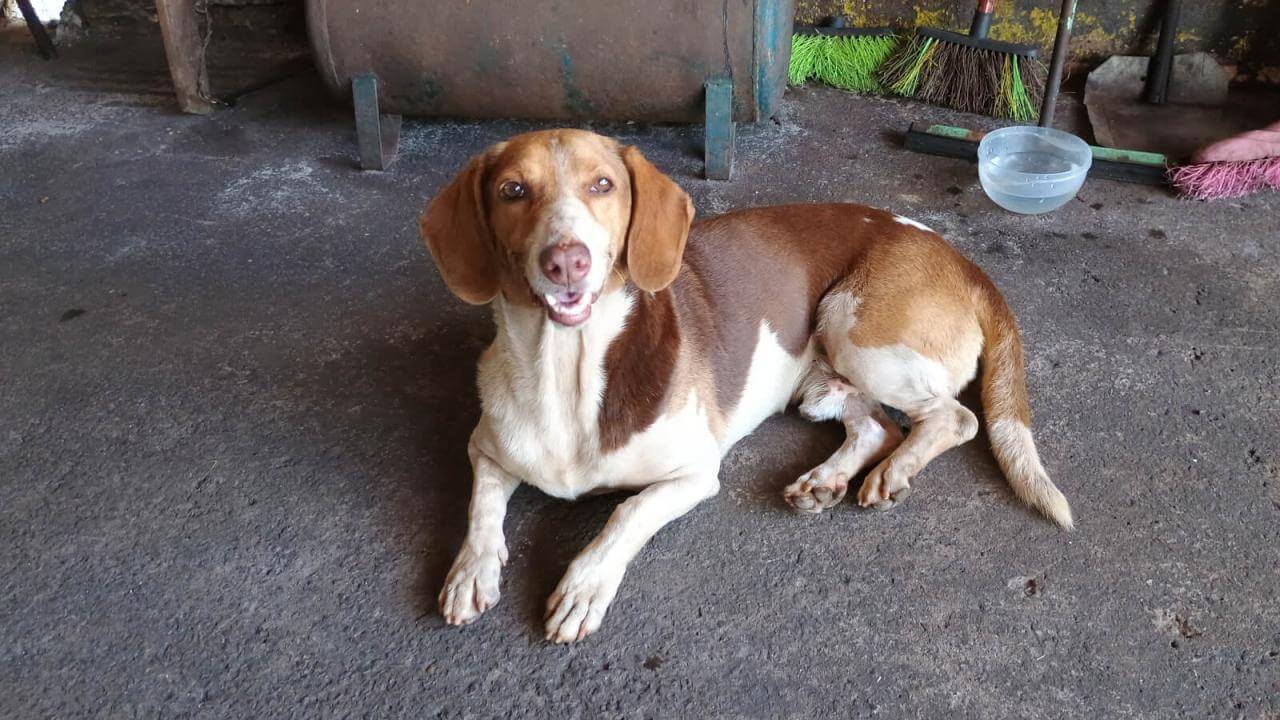 Cachorro é encontrado no bairro Country Cachorro é encontrado no bairro Country