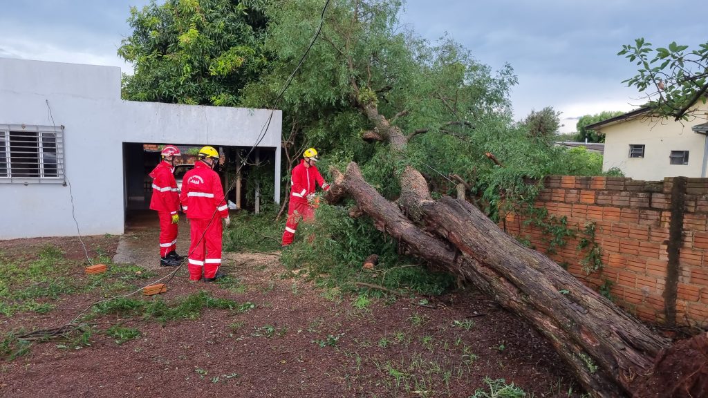 Árvore cai e quase atinge residência no Cascavel Velho