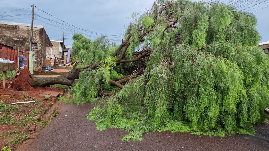 Após forte chuva, árvore cai e interdita rua no Bairro Cascavel Velho