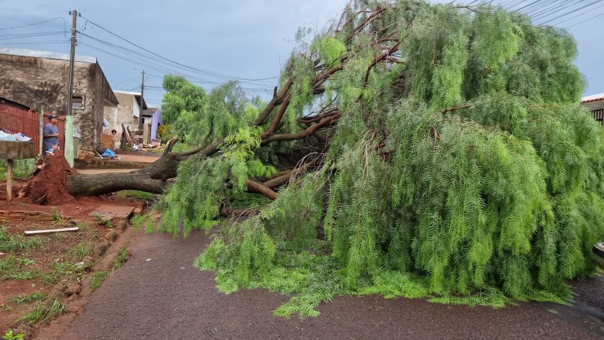 Após forte chuva, árvore cai e interdita rua no Bairro Cascavel Velho