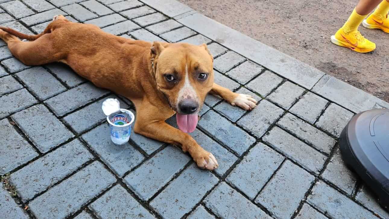 Cachorro é encontrado no bairro Centro