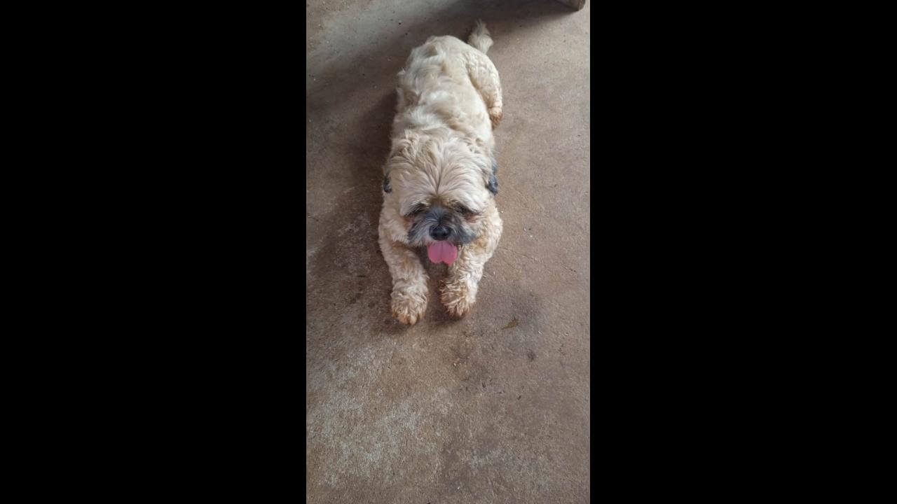 Cachorro é encontrado no bairro Interlagos