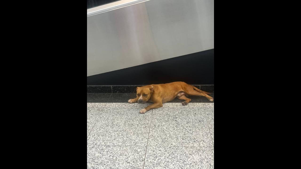 Cachorro é encontrado no bairro Centro