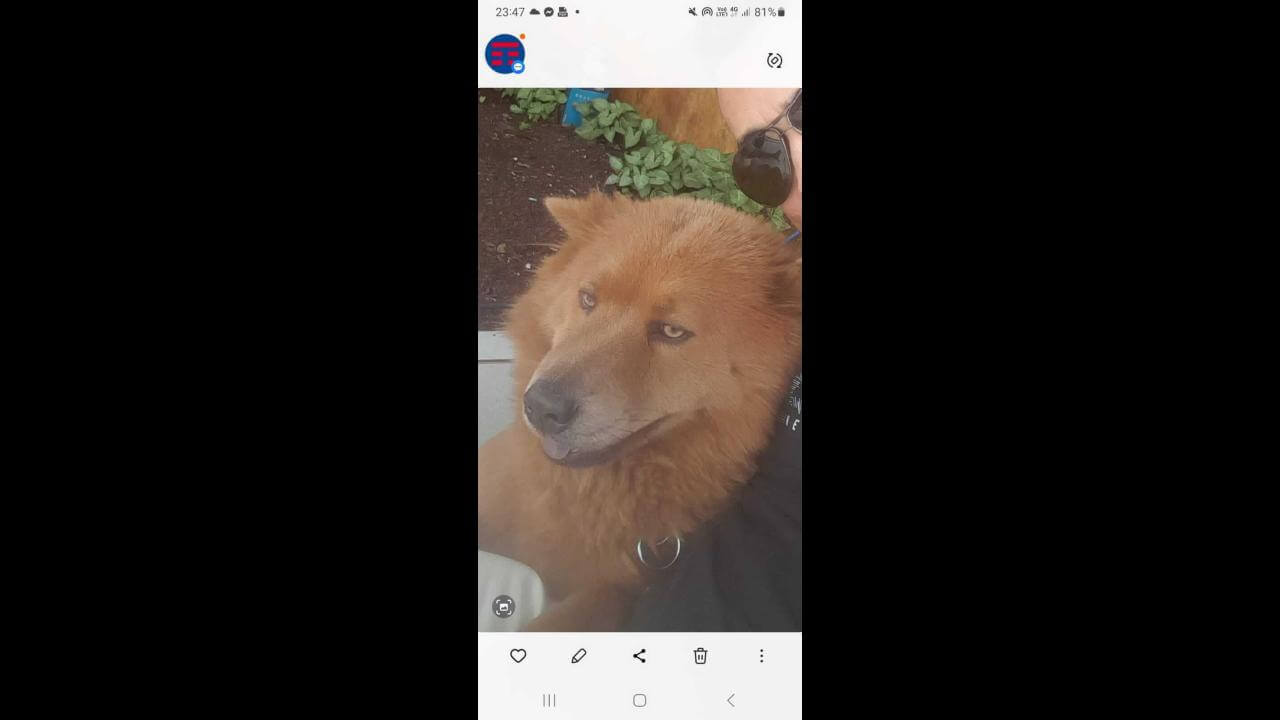 Cachorra Kiara desapareceu no bairro Brasmadeira