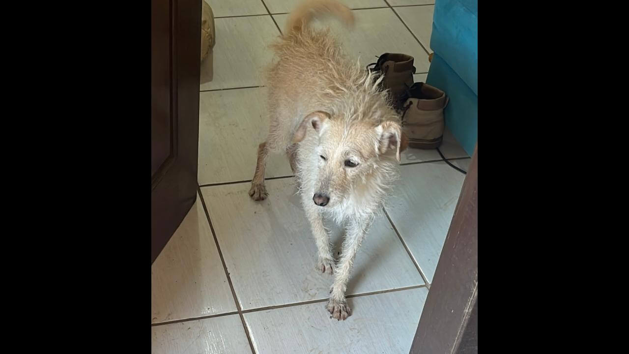 Cachorra Godofreda (Fófis) desapareceu no bairro Alto Alegre