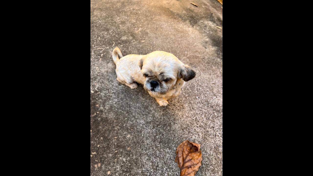 Cachorro é encontrado no bairro Parque São Paulo Cachorro é encontrado no bairro Parque São Paulo