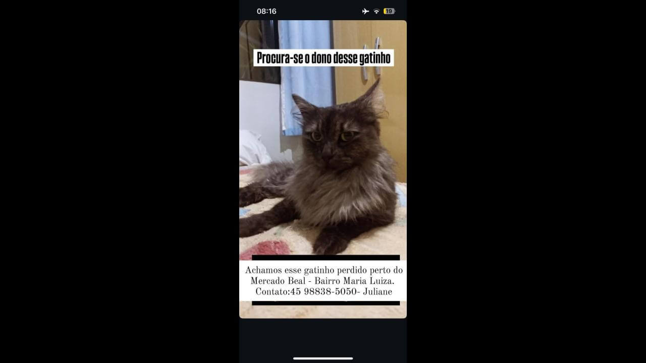 Gata é encontrada no bairro Maria Luiza Gata é encontrada no bairro Maria Luiza