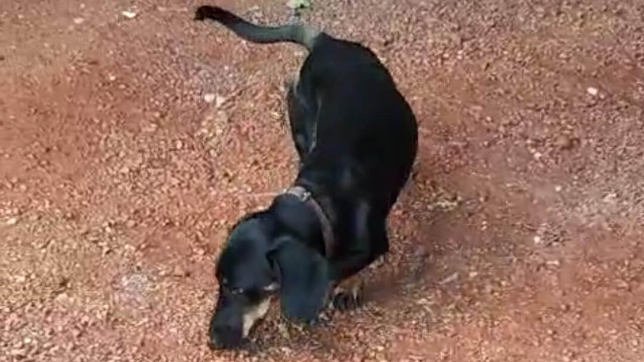 Cachorro é encontrado no bairro Maria Luiza