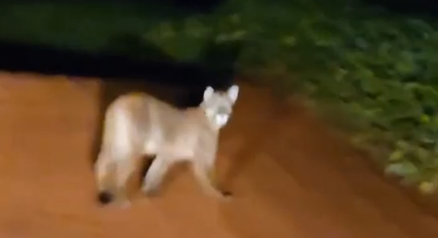 Onça-parda teria sido vista na Estrada Rio da Paz, em Cascavel