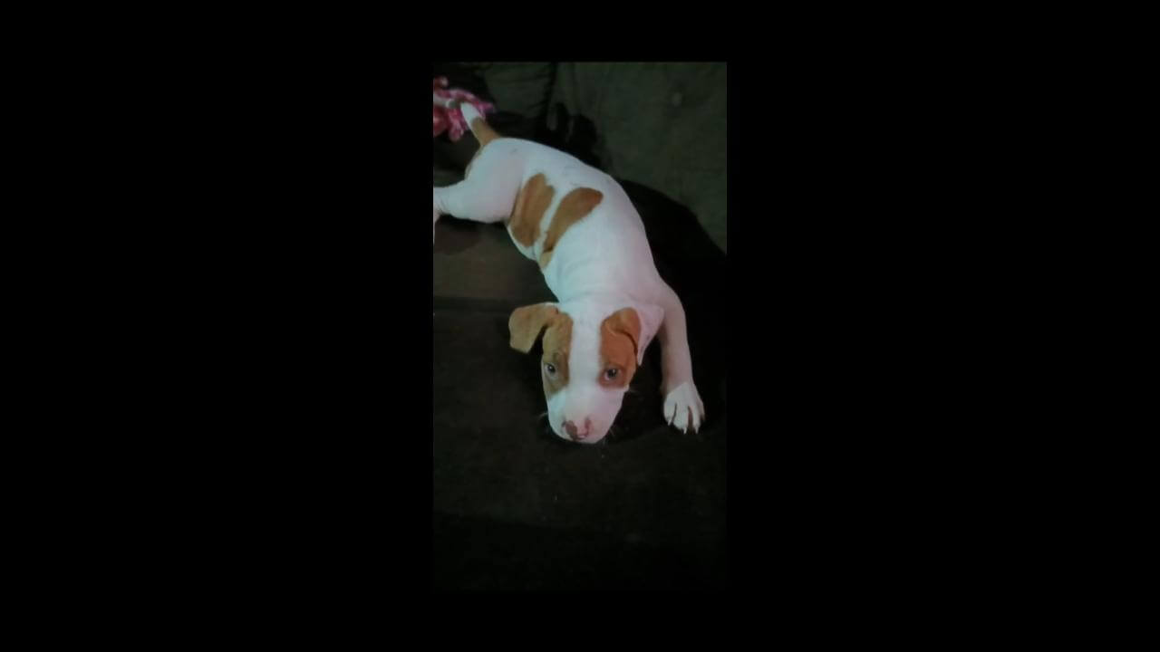 Cachorra Ayka desapareceu no bairro Brasmadeira Cachorra Ayka desapareceu no bairro Brasmadeira