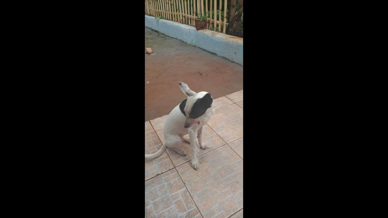 Cachorra é encontrada no bairro Lago Azul Cachorra é encontrada no bairro Lago Azul