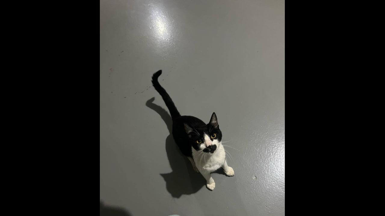 Gato é encontrado no bairro Coqueiral Gato é encontrado no bairro Coqueiral