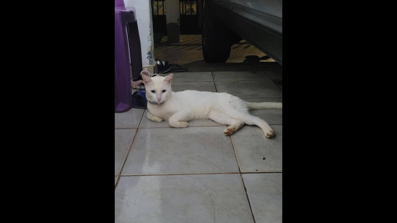 Gato é encontrado no bairro Santa Cruz