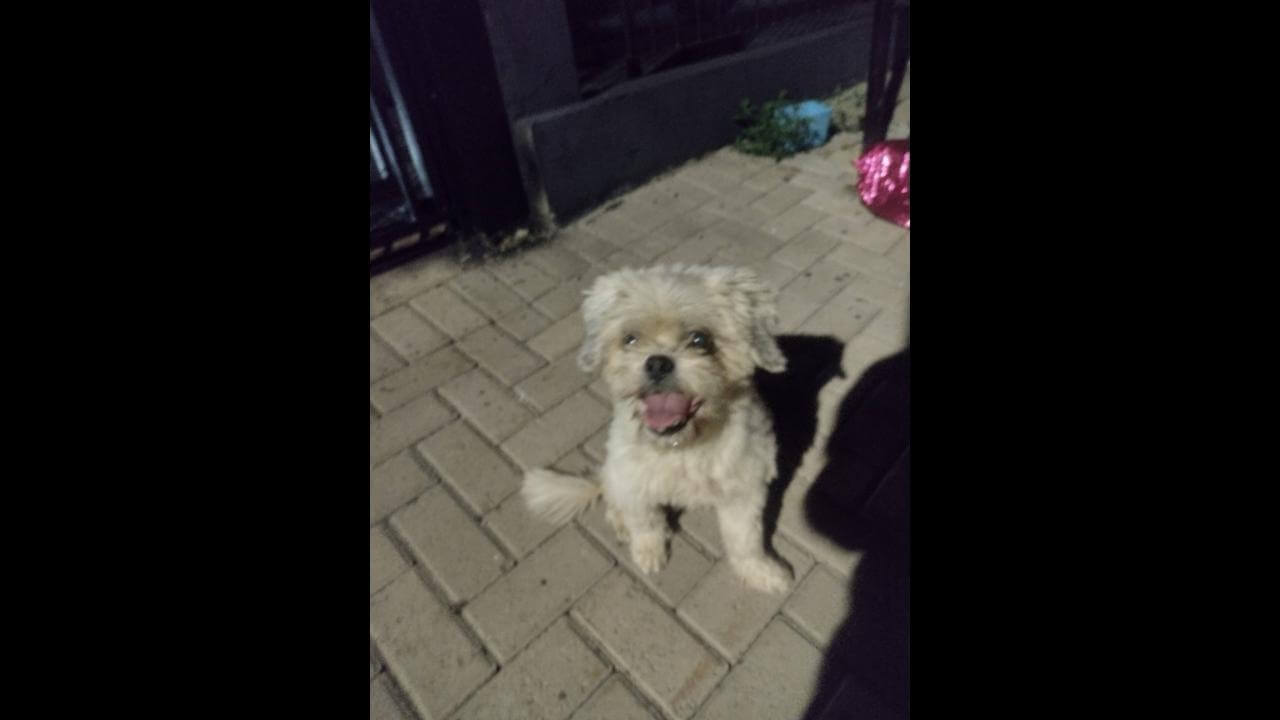Cachorra é encontrada no bairro Universitário