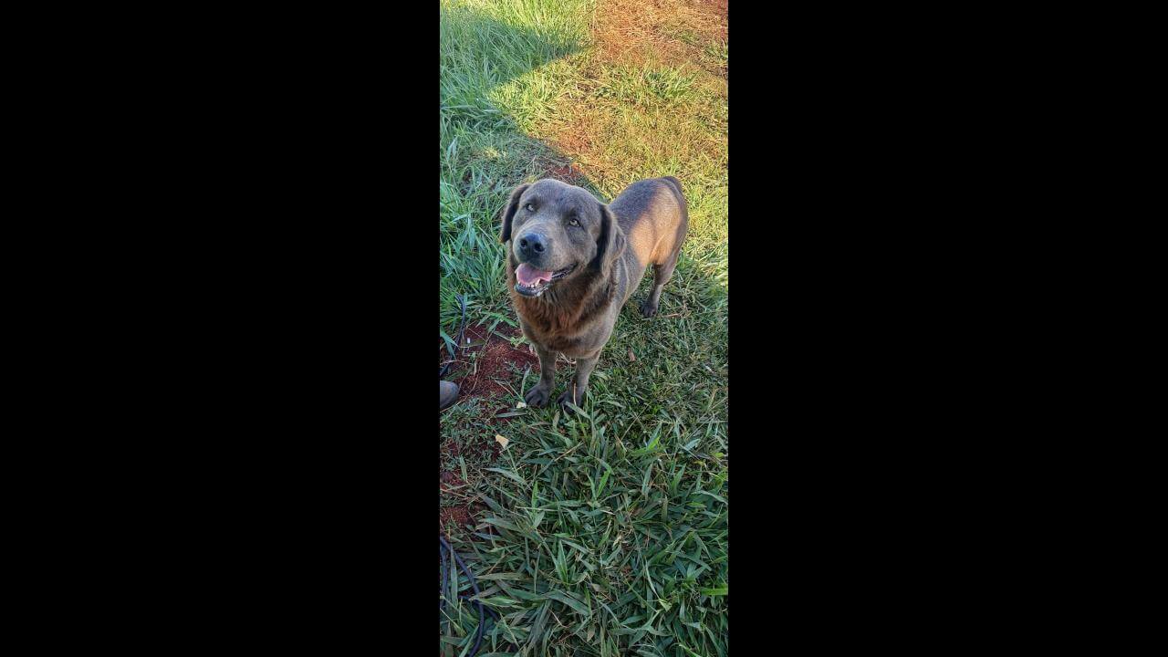 Cachorro é encontrado no bairro Morumbi