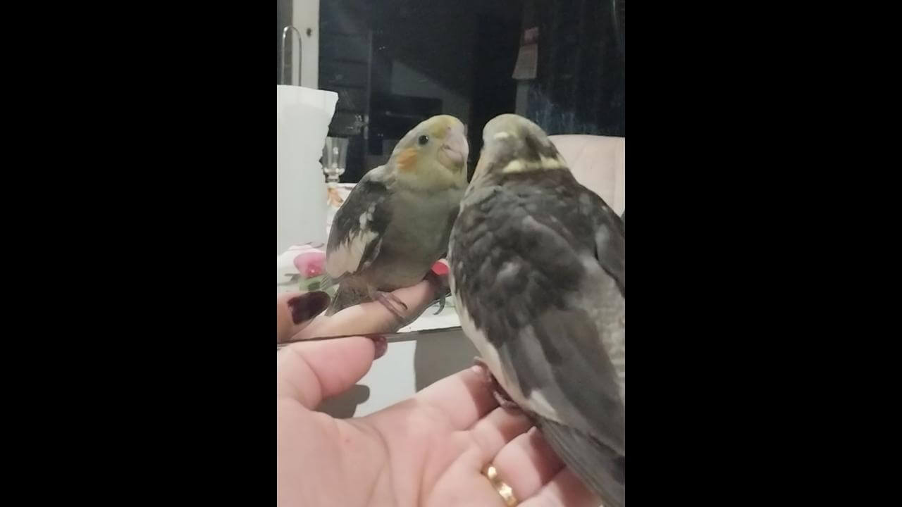 Calopsita Kiwi desapareceu no bairro Santa Cruz