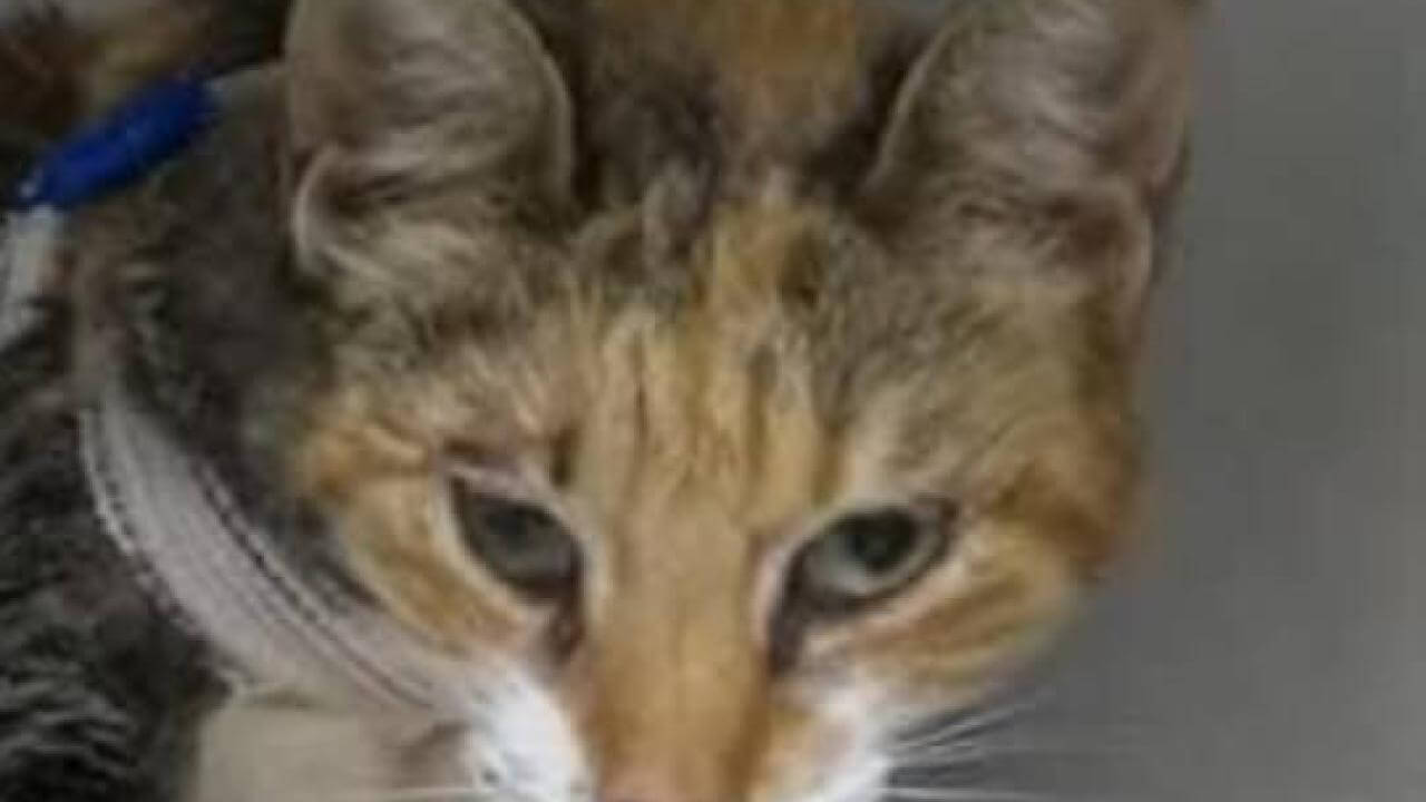 Gata Iris desapareceu no bairro Brasília