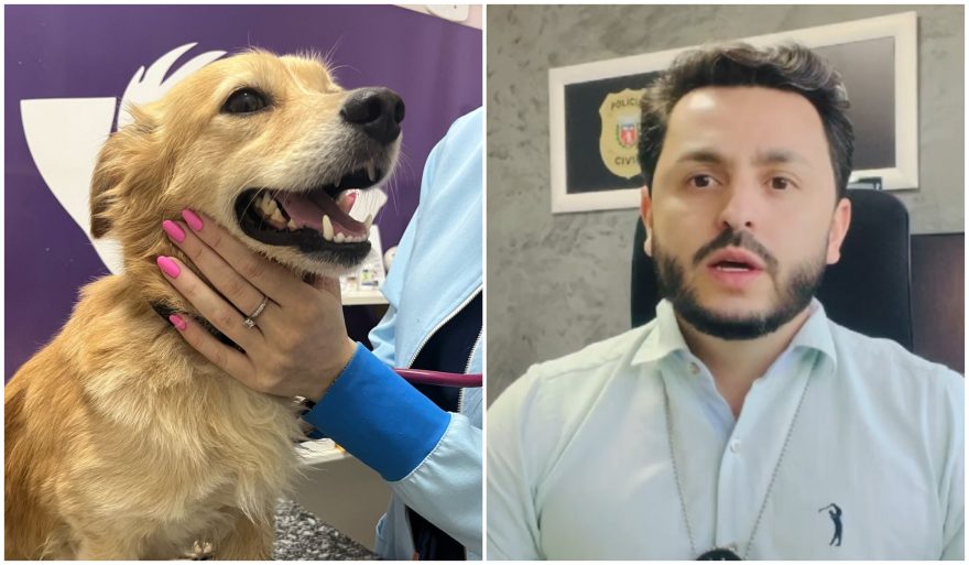Homem é preso em flagrante por maus tratos a animal em Toledo