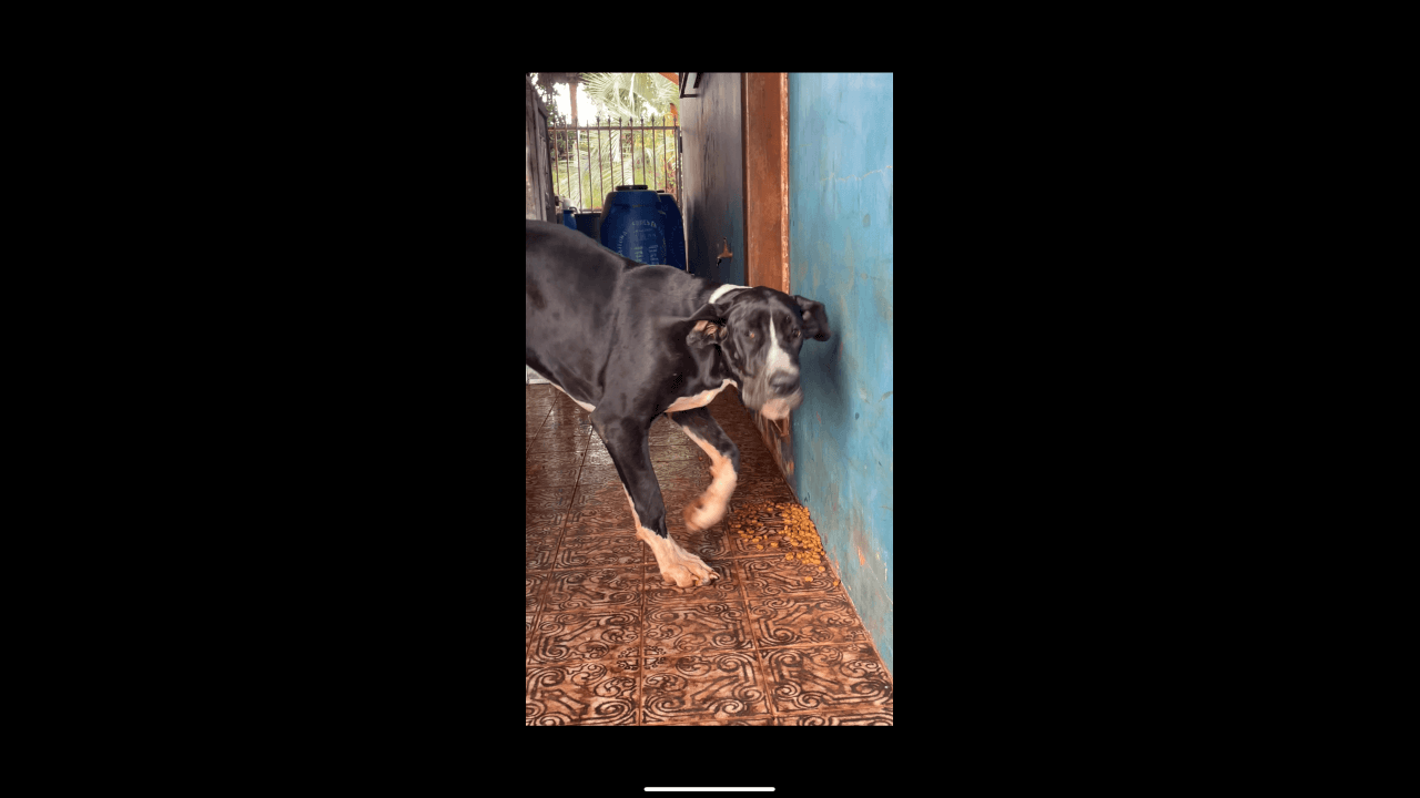 Cachorra Botinha desapareceu no bairro Recanto Tropical