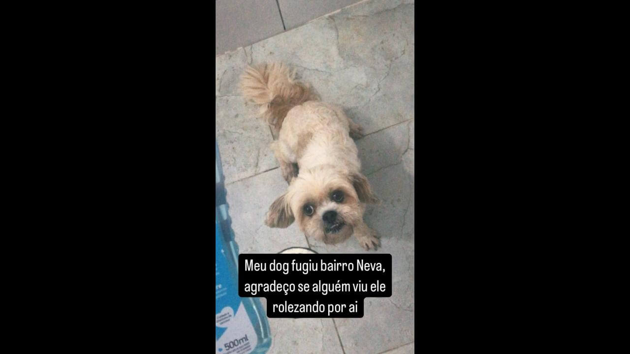 Cachorro Sansão desapareceu no bairro Neva Cachorro Sansão desapareceu no bairro Neva