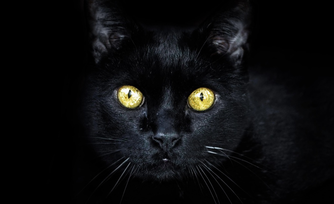 Homem confessa que matou 6 gatos durante ritual de magia negra Homem confessa que matou 6 gatos durante ritual de magia negra