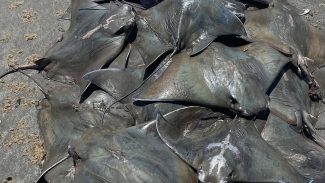Cerca de 250 raias Ticonha são encontradas mortas no litoral paulista
