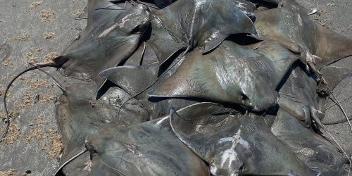 Cerca de 250 raias Ticonha são encontradas mortas no litoral paulista Imagem referente a Cerca de 250 raias Ticonha são encontradas mortas no litoral paulista