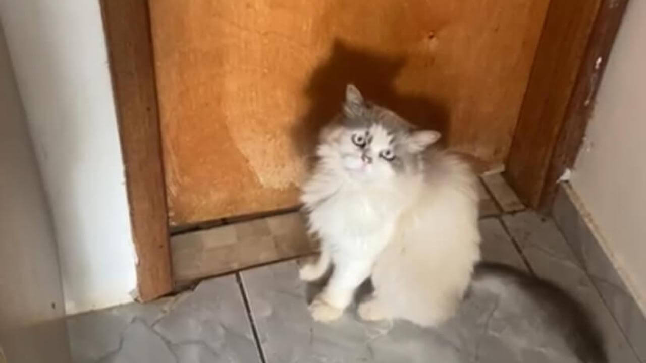 Gato Kinzinho desapareceu no bairro Nova Cidade