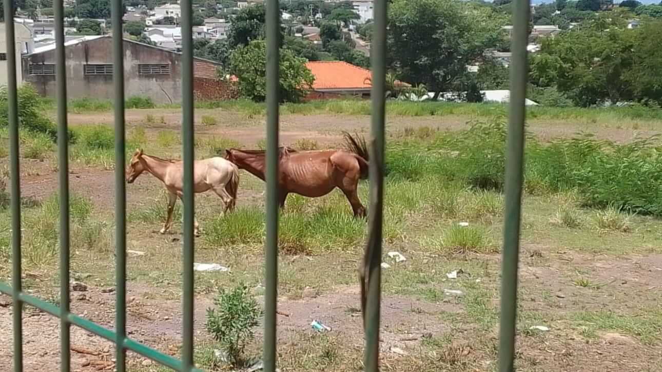 Cavalos desapareceram no bairro Universitário