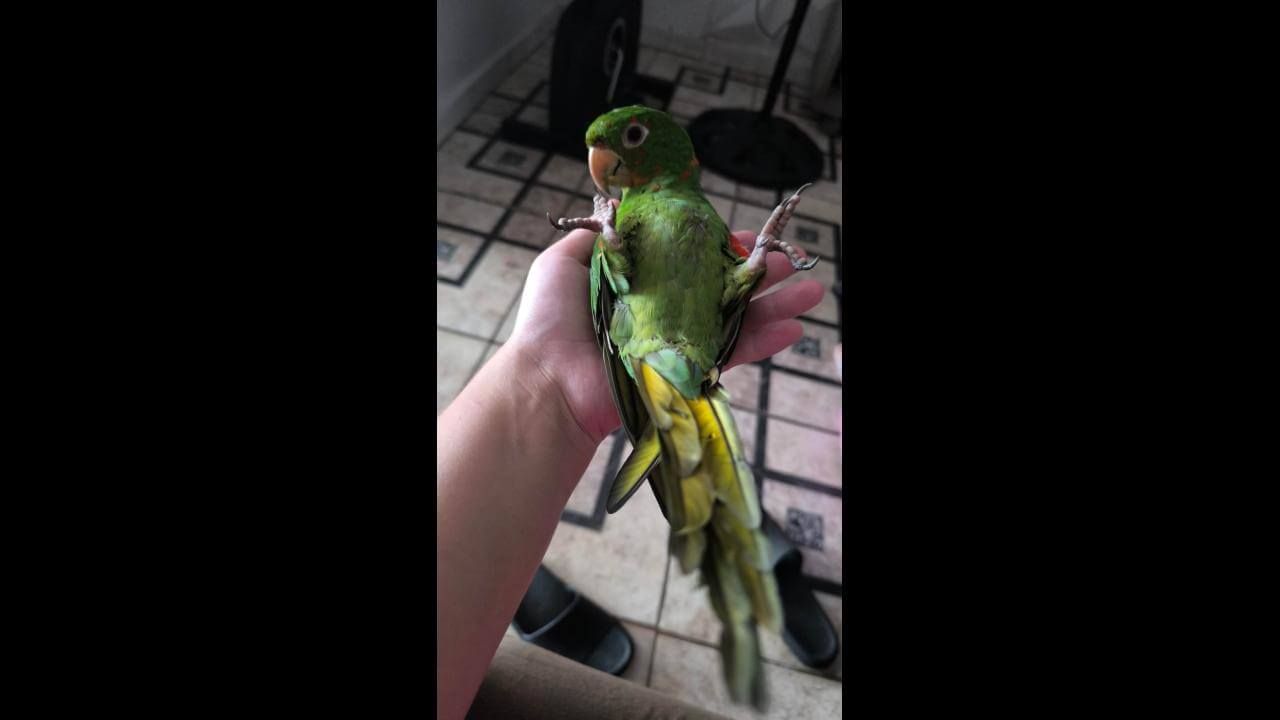 Papagaio Mel desapareceu no bairro Brasília