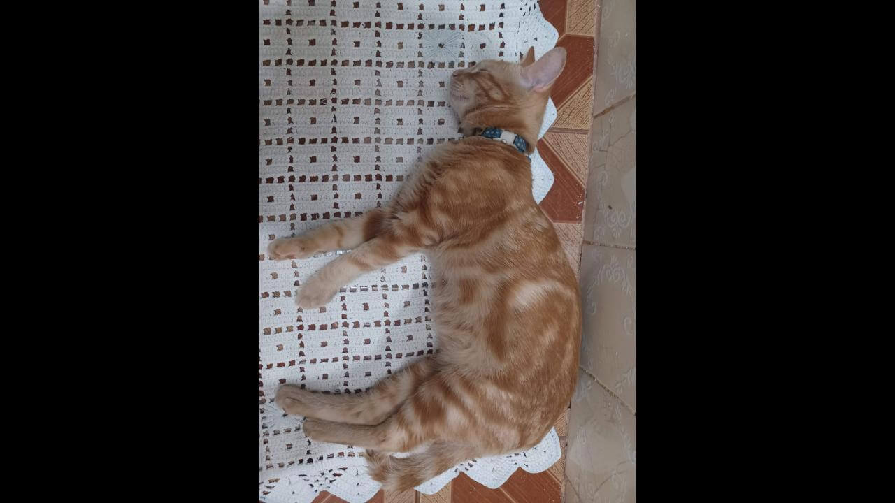 Gato Simba desapareceu no bairro Canadá