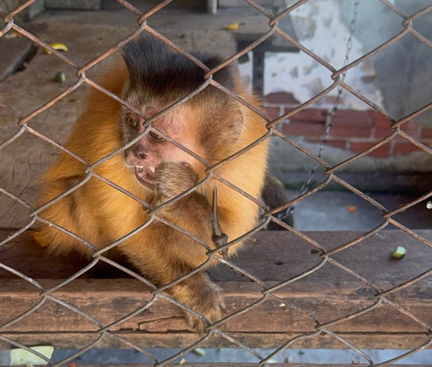 Macaco-prego é resgatado após 31 anos acorrentado pelo pescoço confinado em gaiola