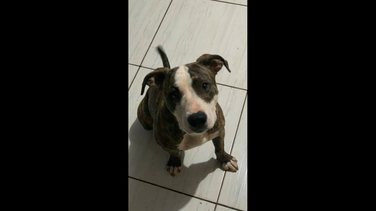 Cachorra Nina desapareceu no bairro São Cristóvão