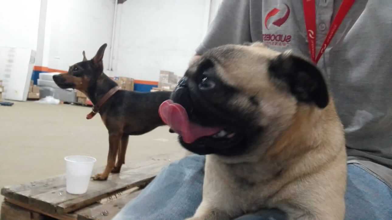 Cachorro é encontrado no bairro Parque São Paulo