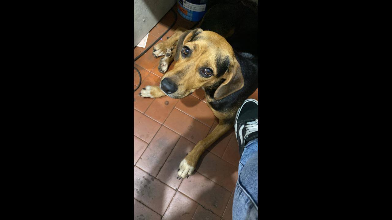 Cachorro é encontrado no bairro Universitário