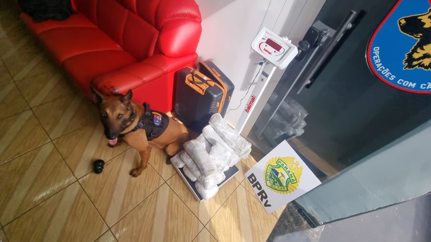 Abordagem com cães na Rodoviária de Cascavel resulta na apreensão de 13 quilos de drogas