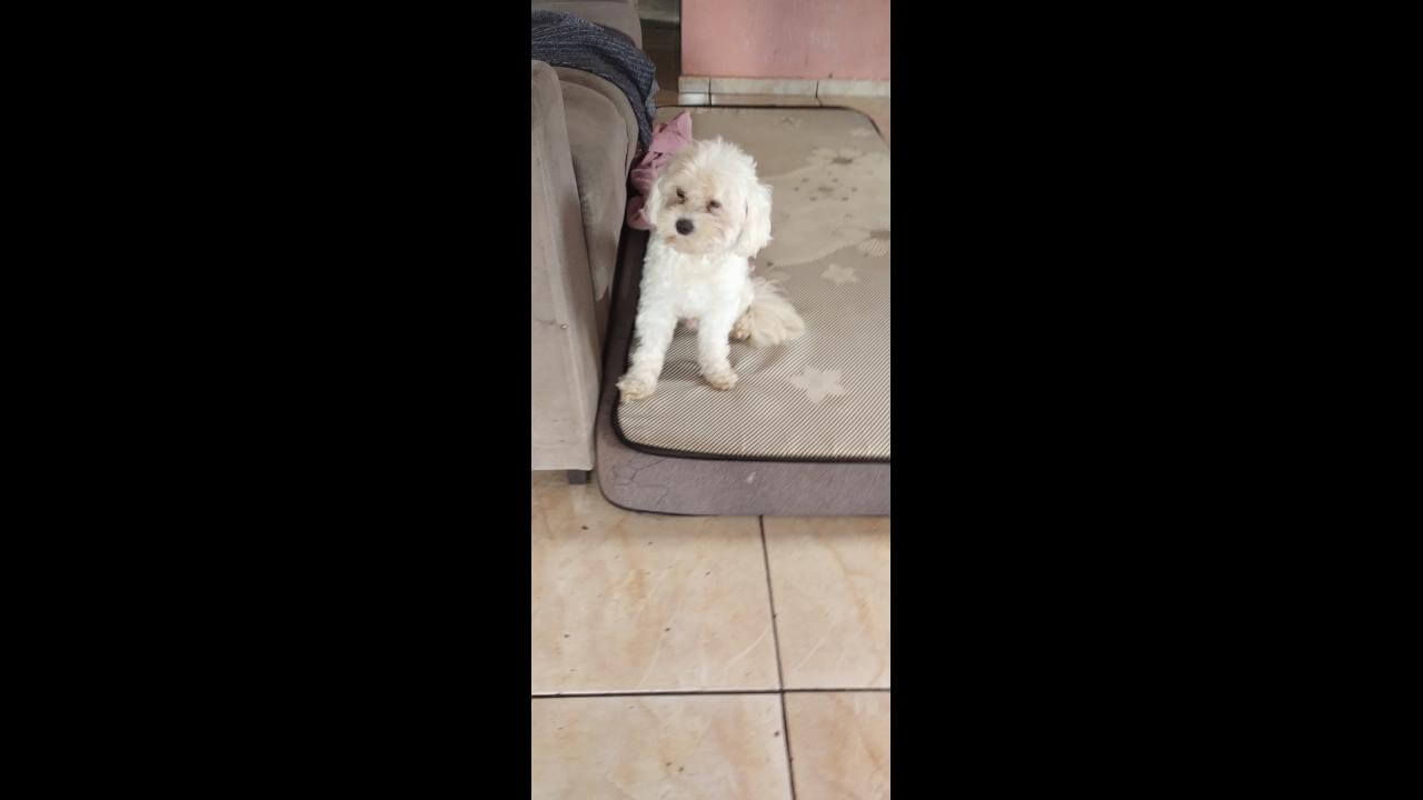 Cachorro Blayde desapareceu no bairro Cataratas