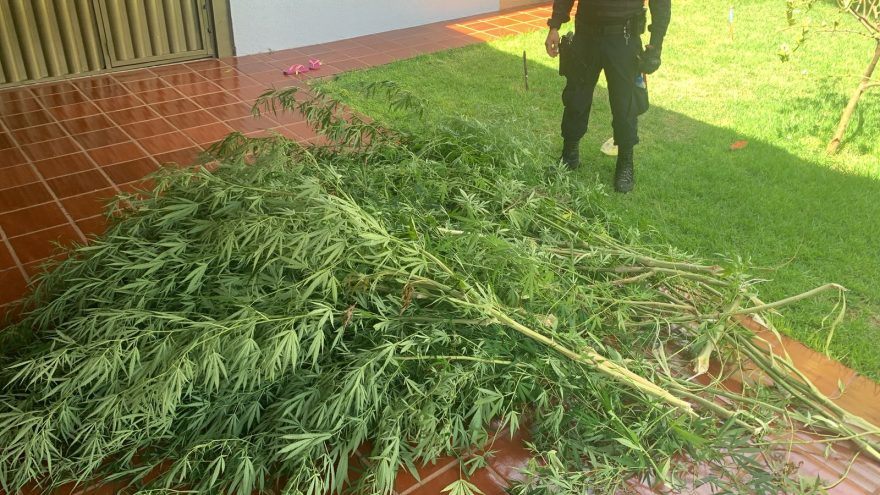 GM apreende pés de maconha no bairro Universitário