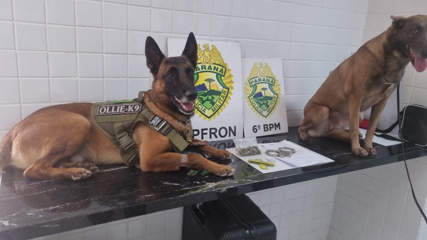 Cão farejador Ollie localiza drogas e ajuda a prender foragido da justiça
