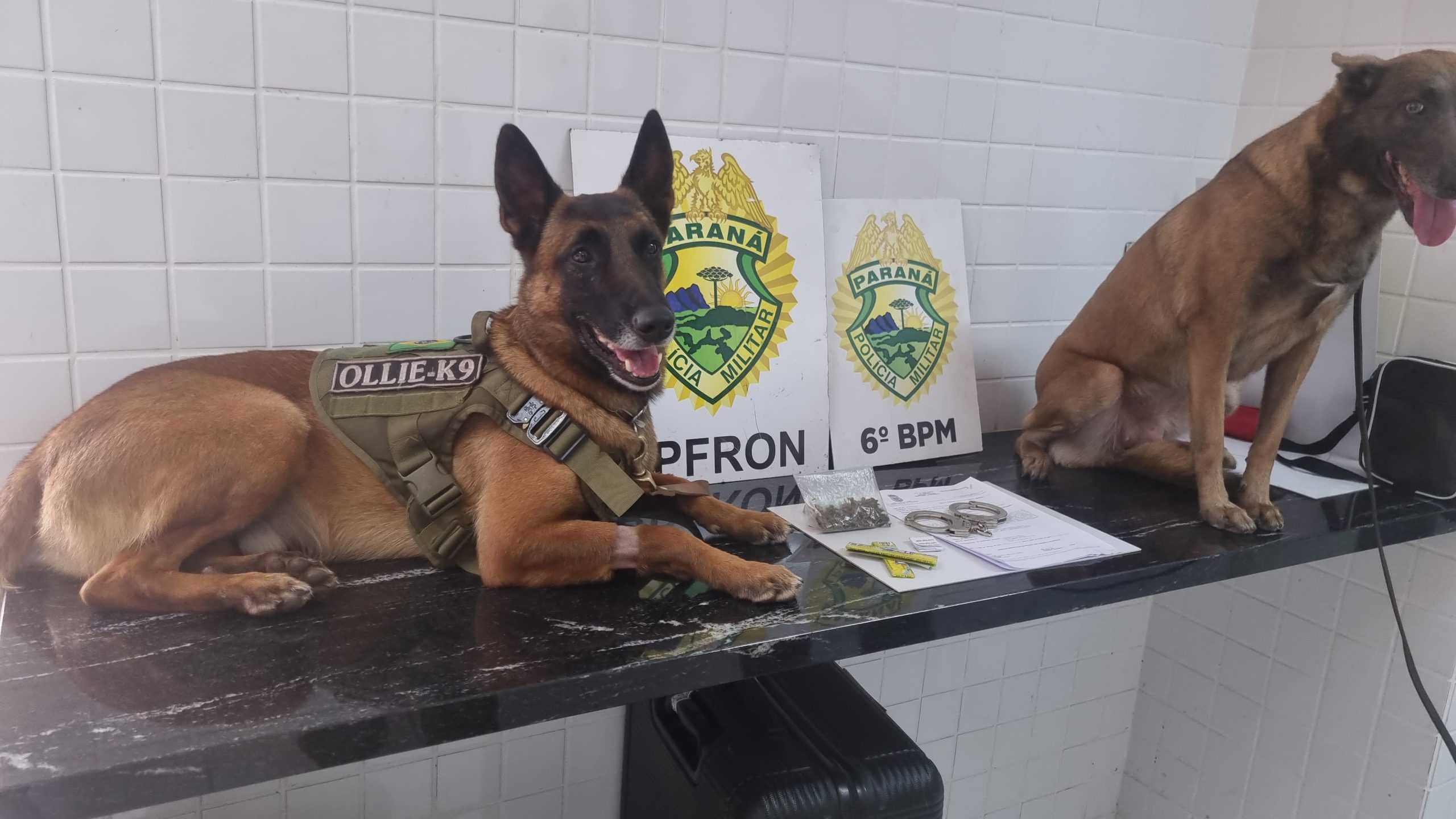 Cão farejador Ollie localiza drogas e ajuda a prender foragido da justiça