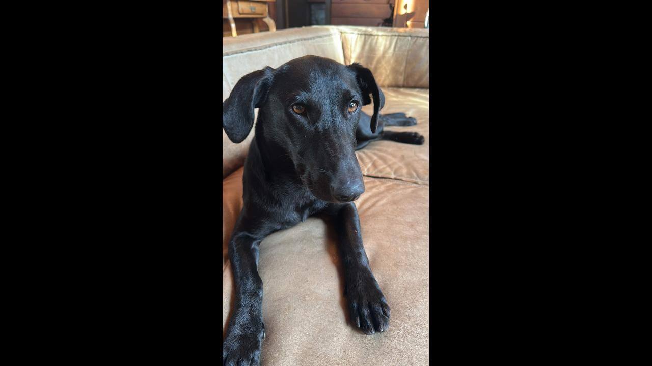 Cachorra é encontrada no bairro Country