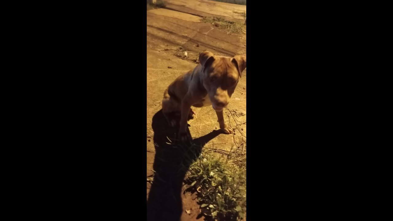 Cachorro é encontrado no bairro Brasmadeira Cachorro é encontrado no bairro Brasmadeira