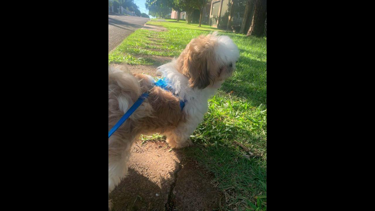 Cachorro SCOOBY desapareceu no bairro Country Cachorro SCOOBY desapareceu no bairro Country