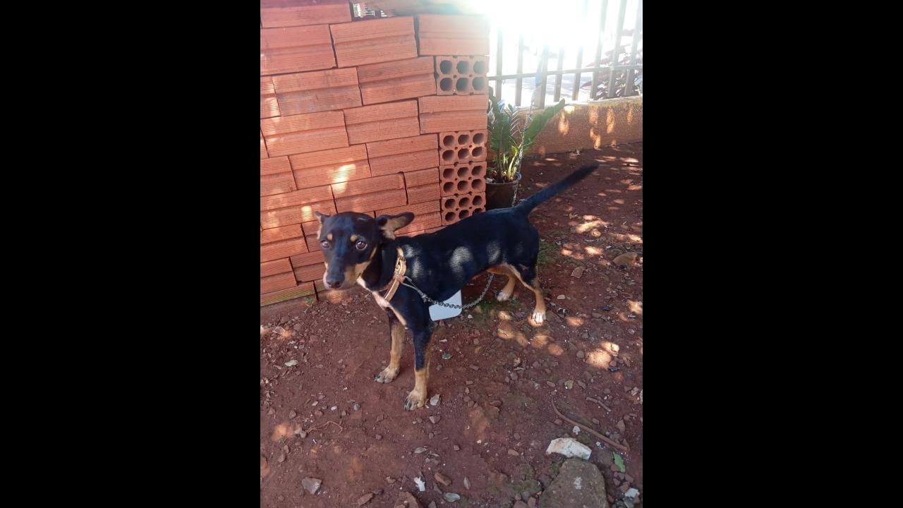 Cachorro é encontrado no bairro Santa Felicidade