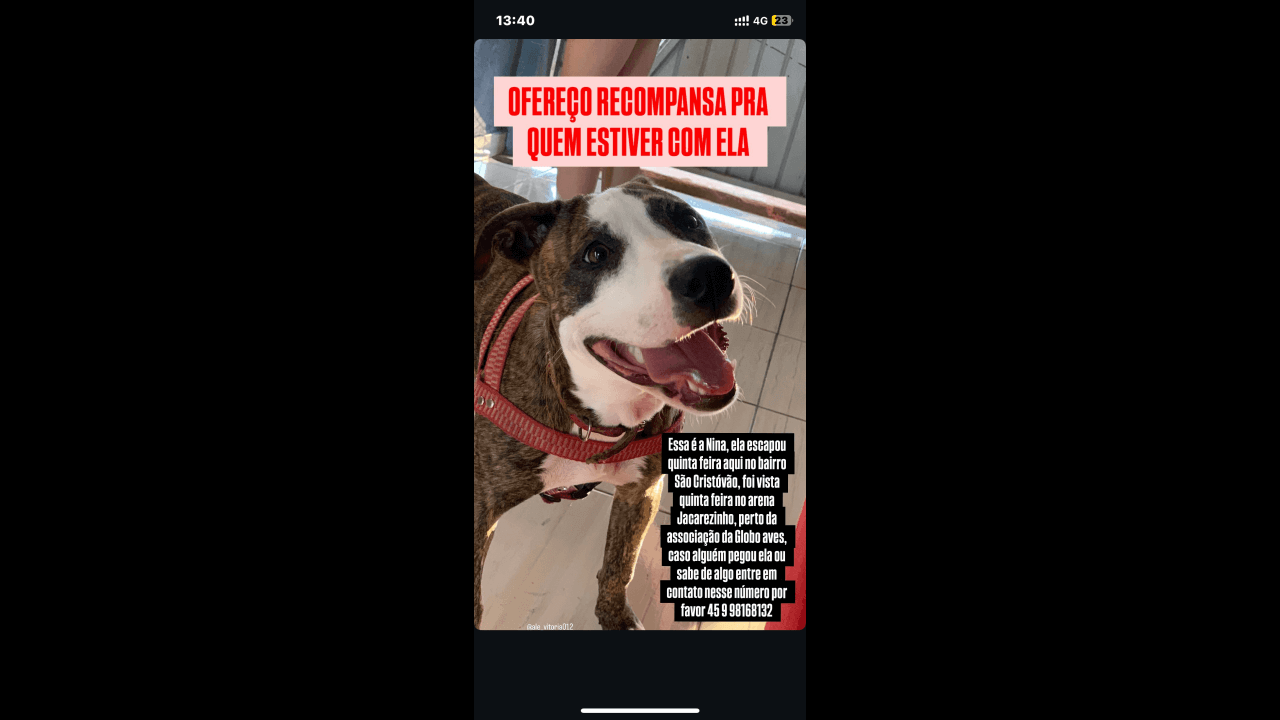 Cachorra Nina desapareceu no bairro São Cristóvão
