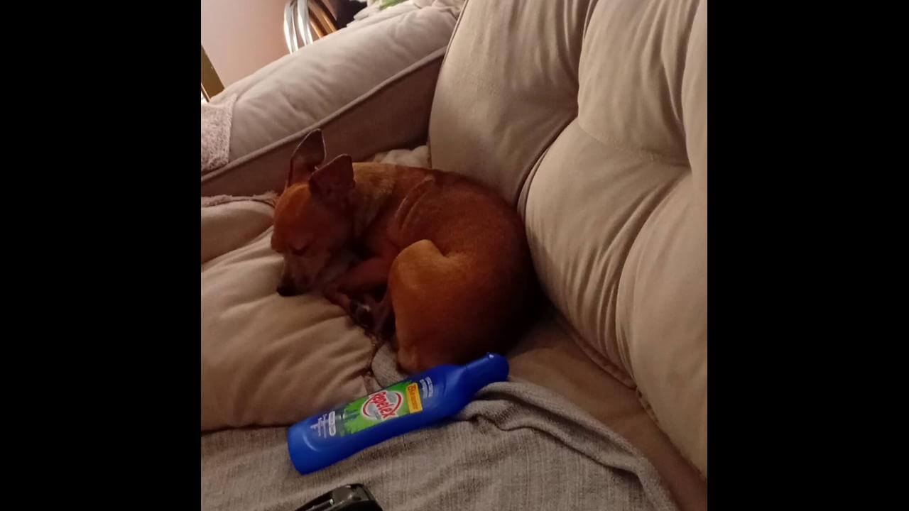 Cachorro Mô desapareceu no bairro São Cristóvão