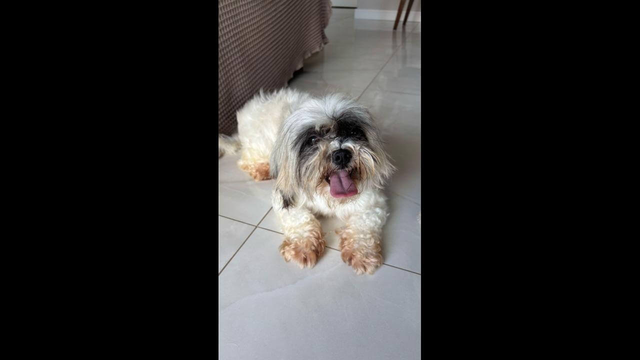 Cachorra é encontrada no bairro Turisparque