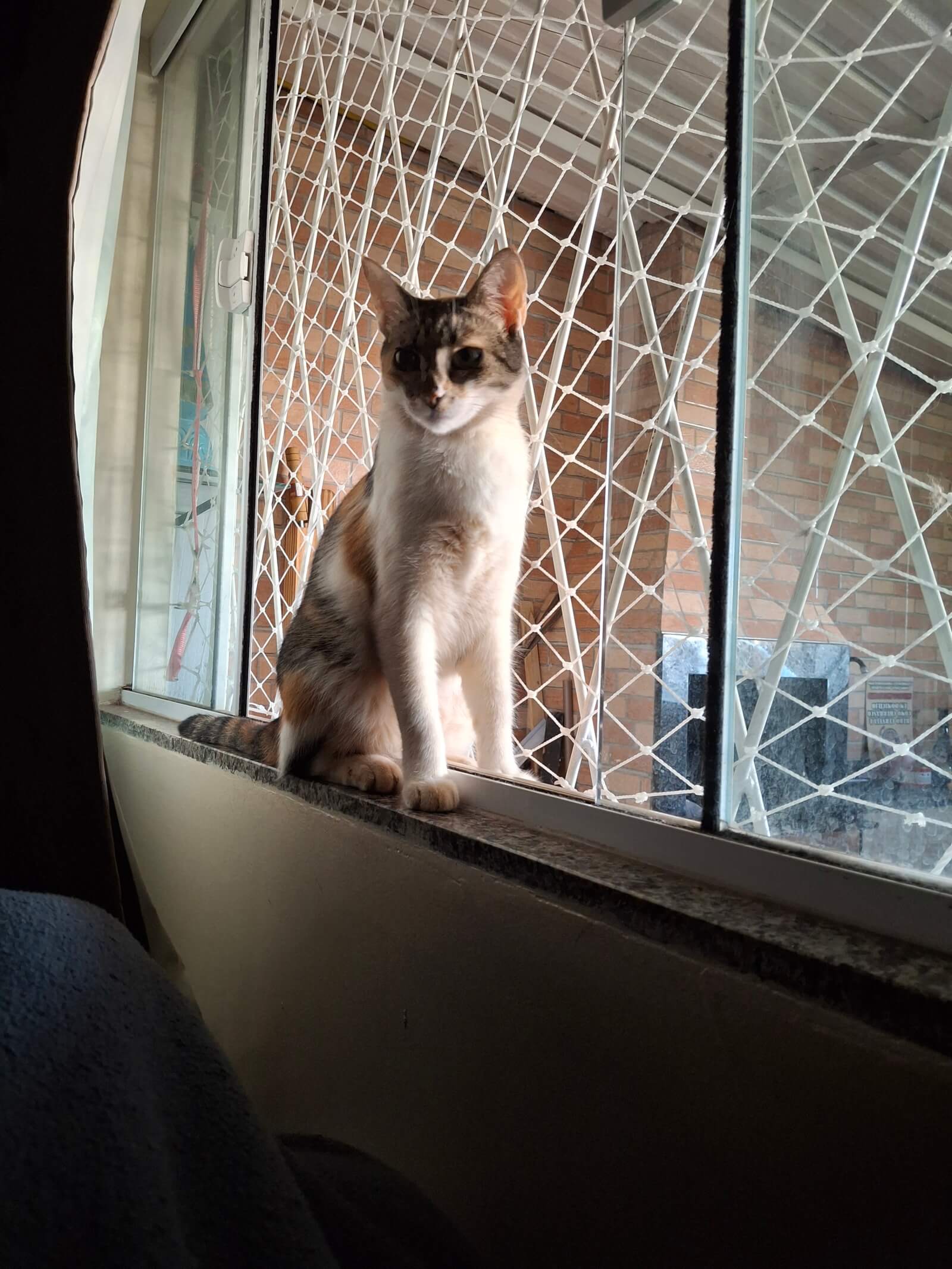Gata Pequena desapareceu no bairro 14 de Novembro