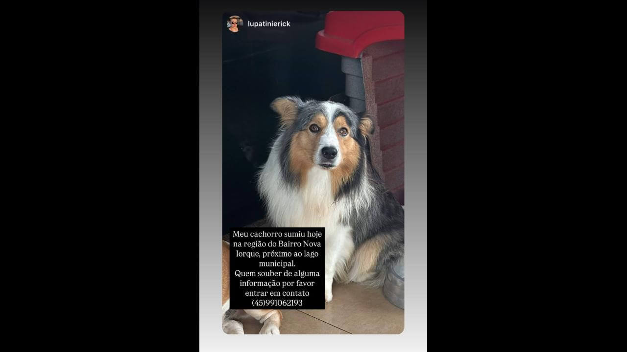Cachorro Elvis desapareceu no bairro Nova York